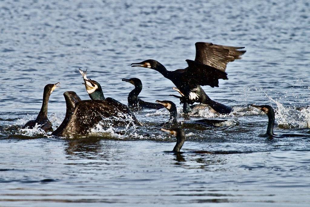great cormorants hunting by Frans & all is licensed under CC BY-NC 2.0.